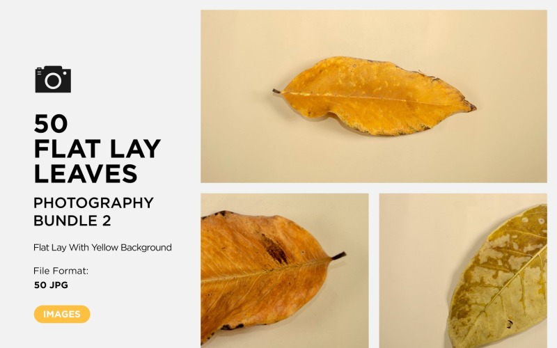 50 Flat Lay Dead Dry blad geïsoleerd op gele achtergrond herfstbladeren Set-2