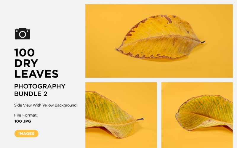 100 Yan Görünüm Ölü Kuru yaprak Sarı arkaplanda izole edilmiş sonbahar yaprakları Set 02