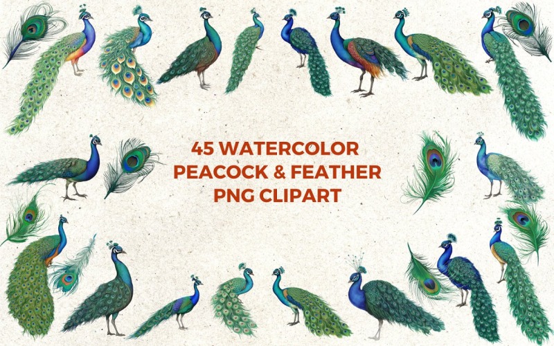 Aquarela Pavão & Pena Clipart