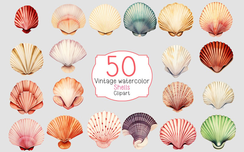 Conchas de acuarela vintage retro sobre fondo transparente