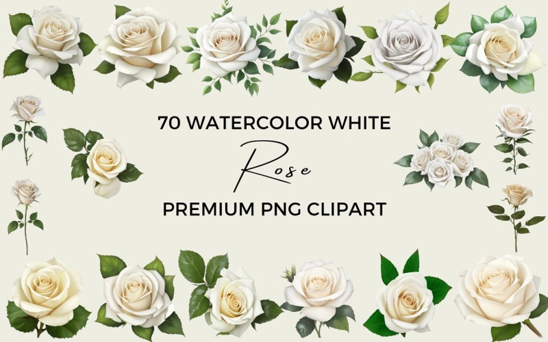 70 Akwarela Biała Róża PNG Clipart
