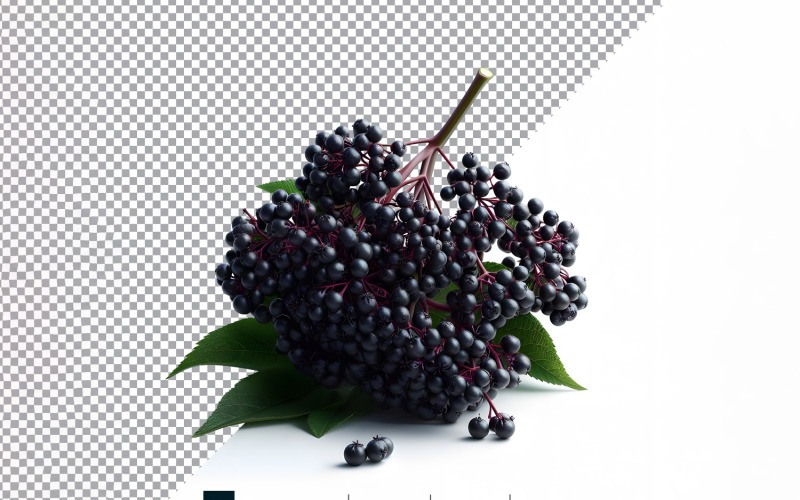 Holunder frisches Obst isoliert auf weißem Hintergrund 4