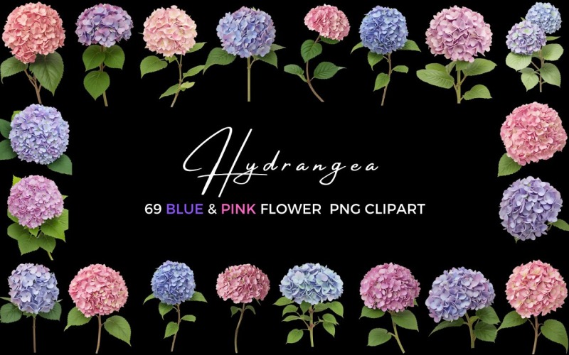 Clipart de flores azules y rosas de hortensias
