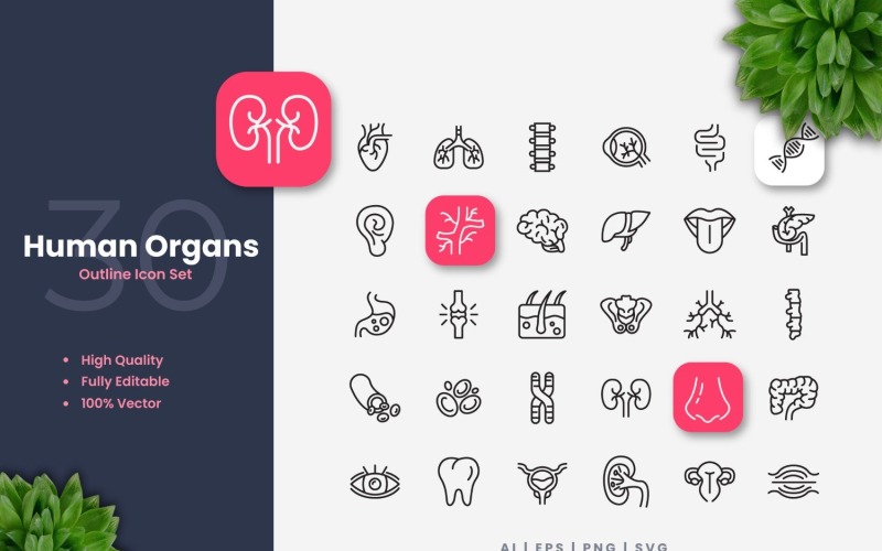 30 mänskliga organ disposition ikoner Set