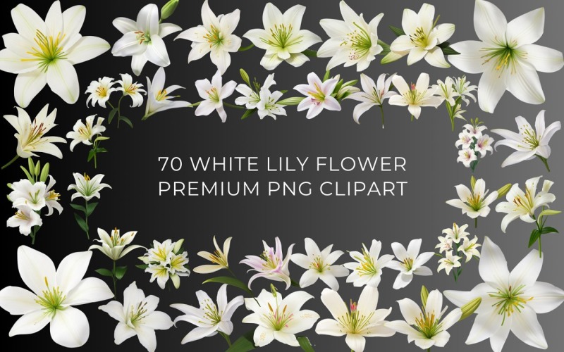 70 fehér liliom virág PNG clipart