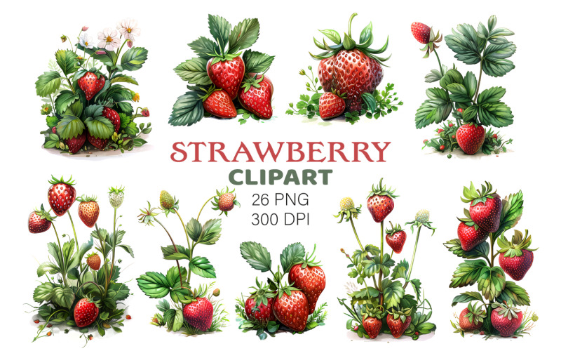 Полуниця, ягоди з листям і квітами кліпарт PNG.