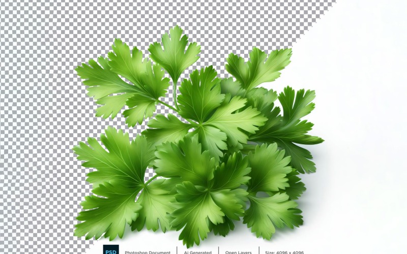 Koriander färsk grönsak Transparent bakgrund 01