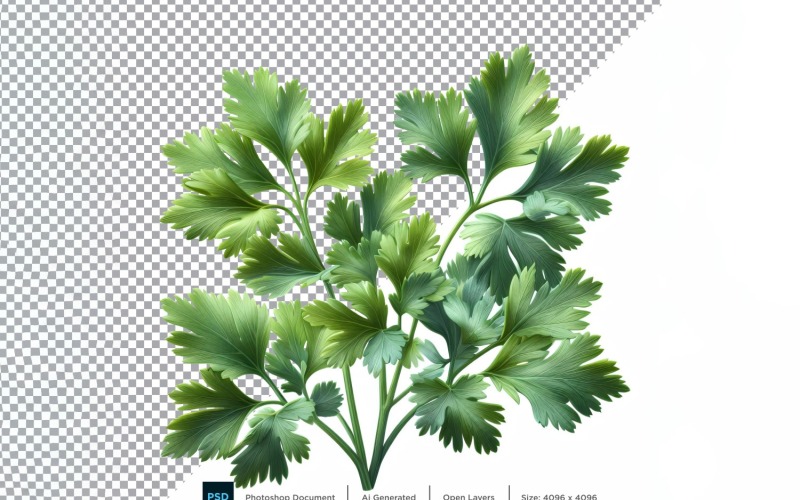 Koriander färska grönsaker Transparent bakgrund 03