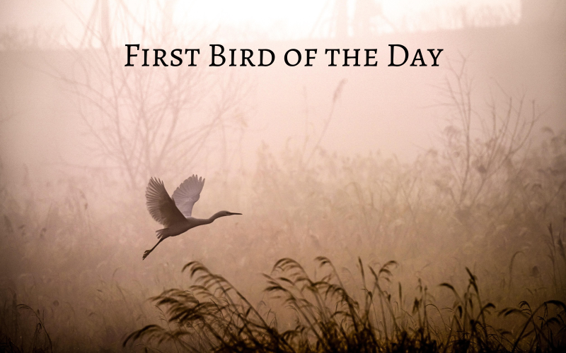 Primer pájaro del día - Corporativo - Música de stock