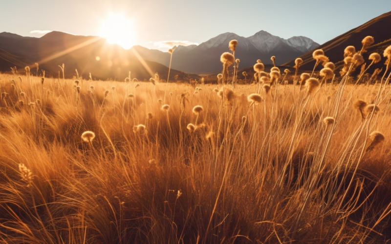 Sonniger Sommertag im Freien Sonnenuntergang hinter braunen trockenen Pflanze 460