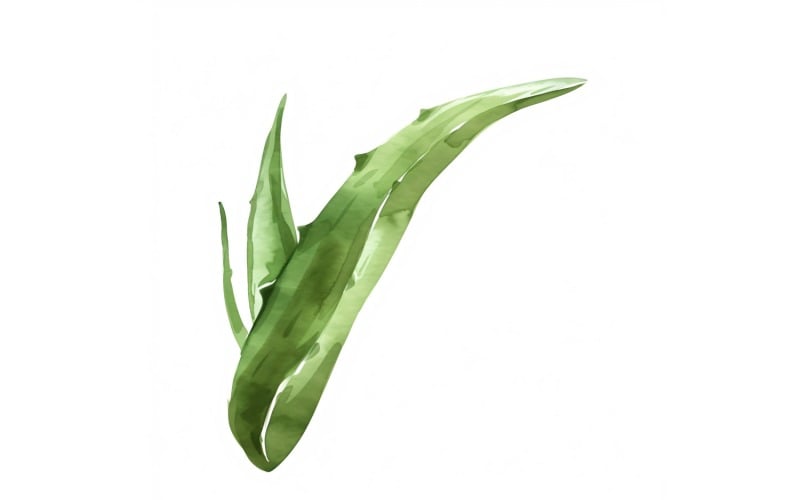 Aloe Vera Leaves Watercolor Style Painting 4