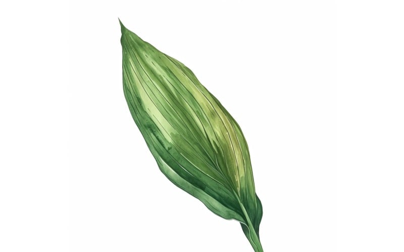 Aspidistra Leaves akvarell stílusú festmény 2