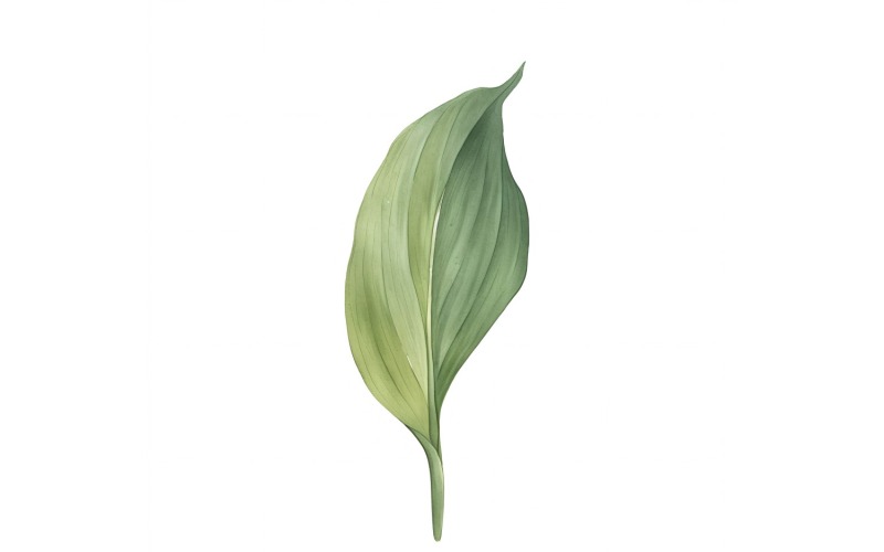 Aspidistra Leaves Malba ve stylu akvarelu 3