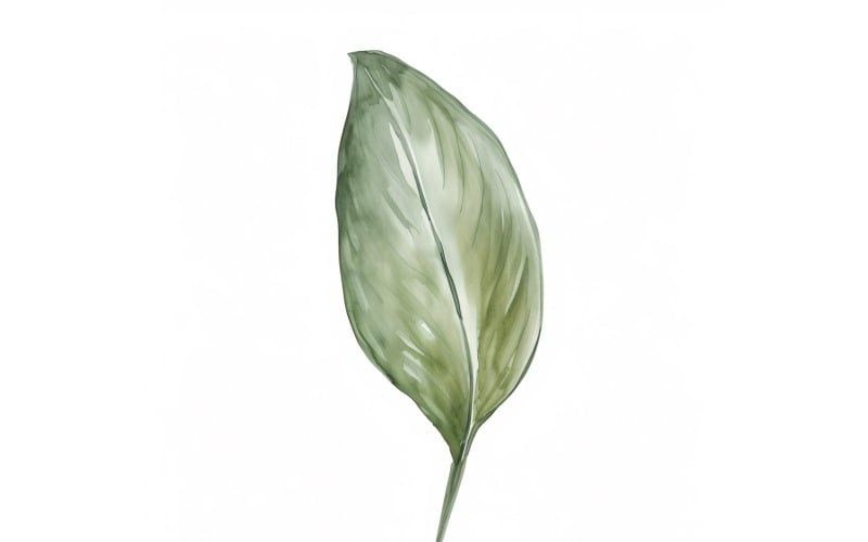 Aspidistra pozostawia malarstwo w stylu akwareli 1