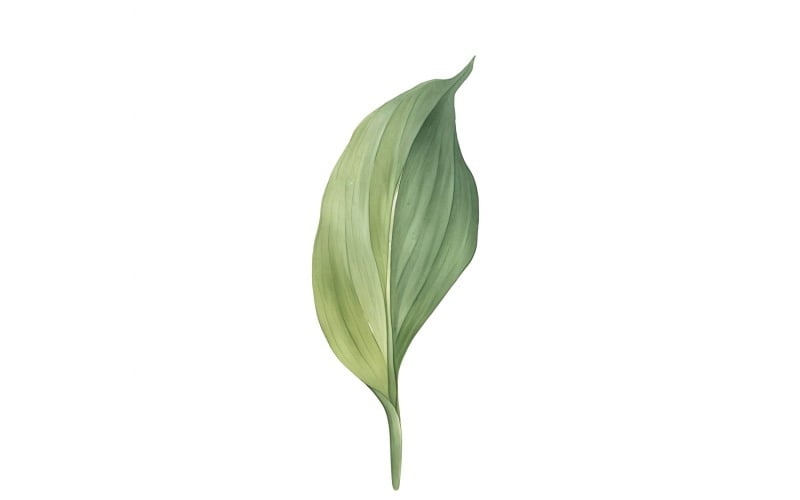 Aspidistra Yaprakları Suluboya Tarzı Resim 3