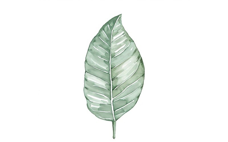 巴豆叶水彩画 1