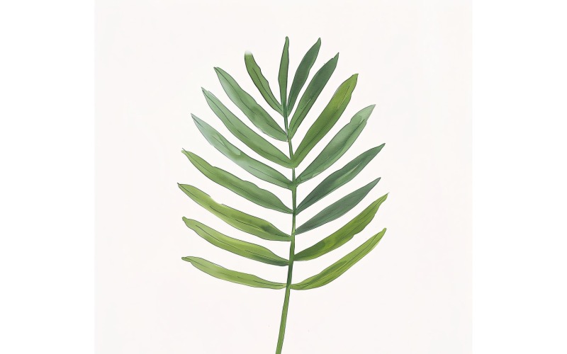 槟榔树叶水彩画 8