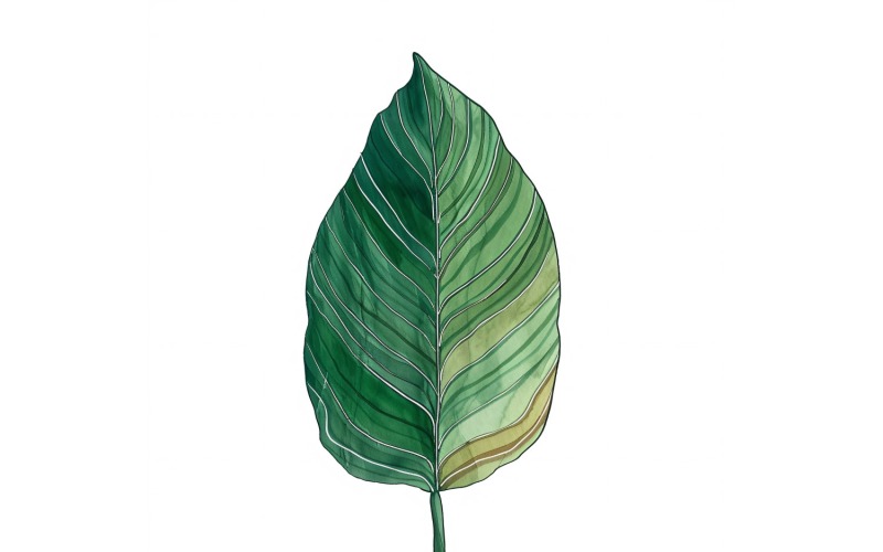 Calathea deixa pintura estilo aquarela 2