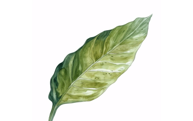 Dieffenbachia levelek akvarell stílusú festmény 4