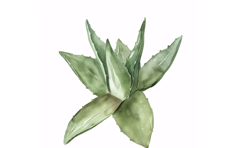 Haworthia Hojas Pintura Estilo Acuarela 3