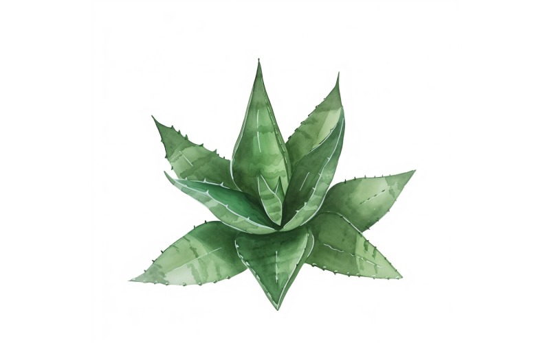 Haworthia pozostawia malarstwo w stylu akwareli 2