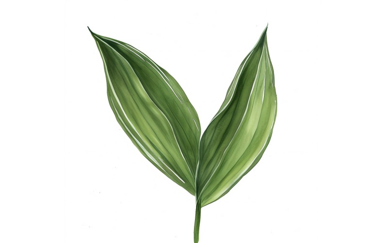龙血树叶水彩画 3