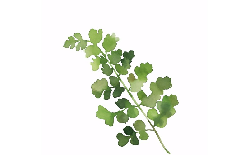 Maidenhair deixa pintura estilo aquarela 4