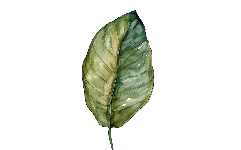 Malba ve stylu akvarelu Calathea Leaves 4
