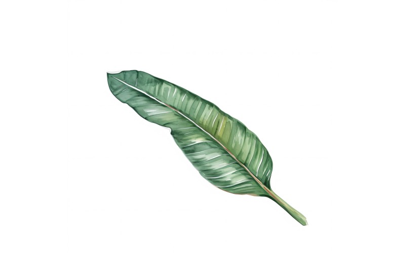 Peinture de style aquarelle de feuilles de paradis 4