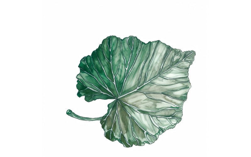 Peinture de style aquarelle feuilles de bégonia 3