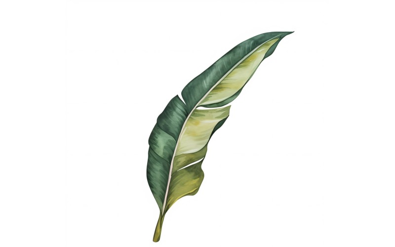 Peinture de style aquarelle feuilles de bégonia 5