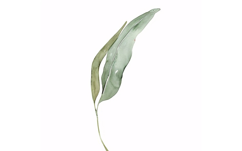 Pintura Estilo Acuarela De Hojas De Eucalipto 1