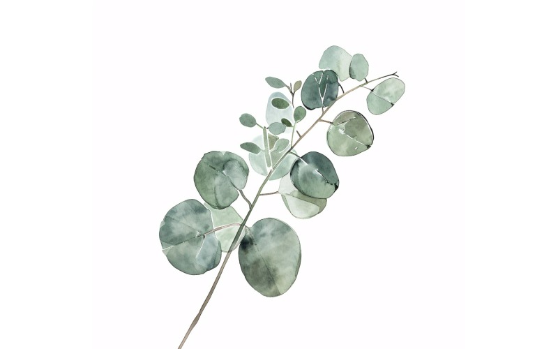 Pintura estilo aquarela de folhas de eucalipto 4
