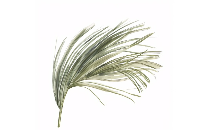 at kuyruğu palmiye yaprağı Suluboya Stili Resim 4