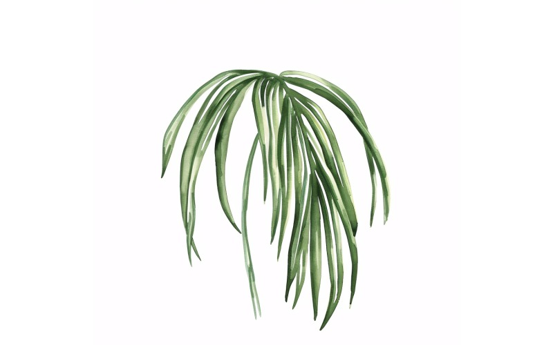 culík palmový list Malba akvarelem 1
