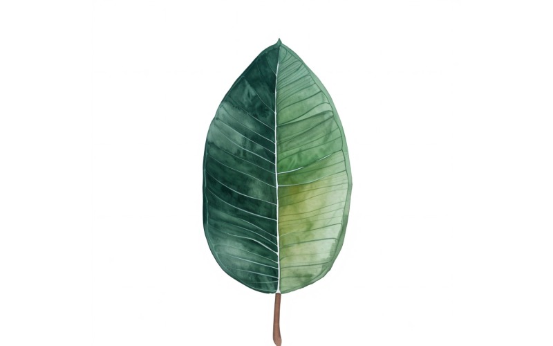 Peinture de style aquarelle de feuilles de caoutchouc 3