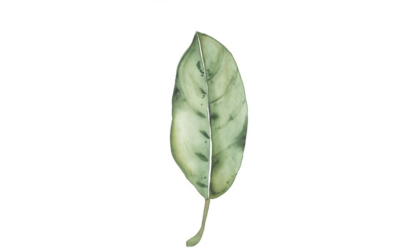 Змеиные листья акварелью. Картина 1.