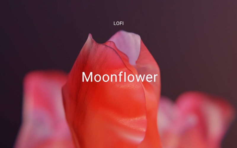 LoFi Ay Çiçeği Parıltılı Tomurcuk / Rahatlatıcı LoFi