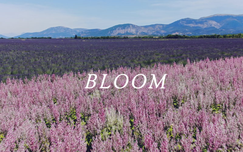 Bahar Doğumu / Rahatlatıcı LoFi