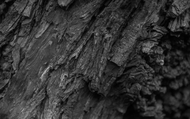 Arrière-plans en gros plan de texture d'arbre de feuillus