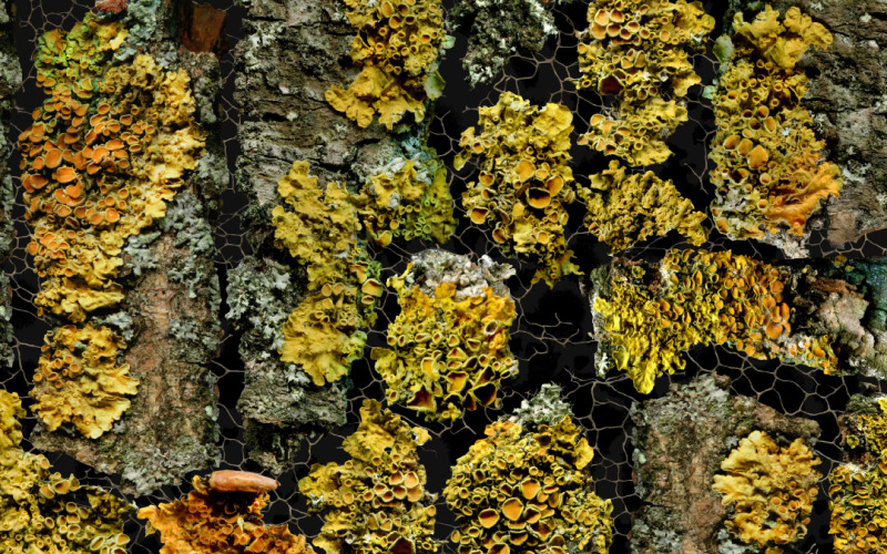 Naturliga bakgrunder Vol.3