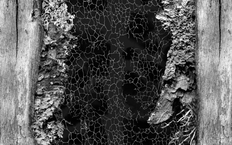 Sfondi naturali Vol.2