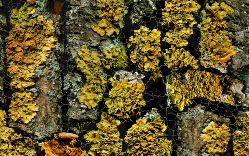 Sfondi naturali Vol.3