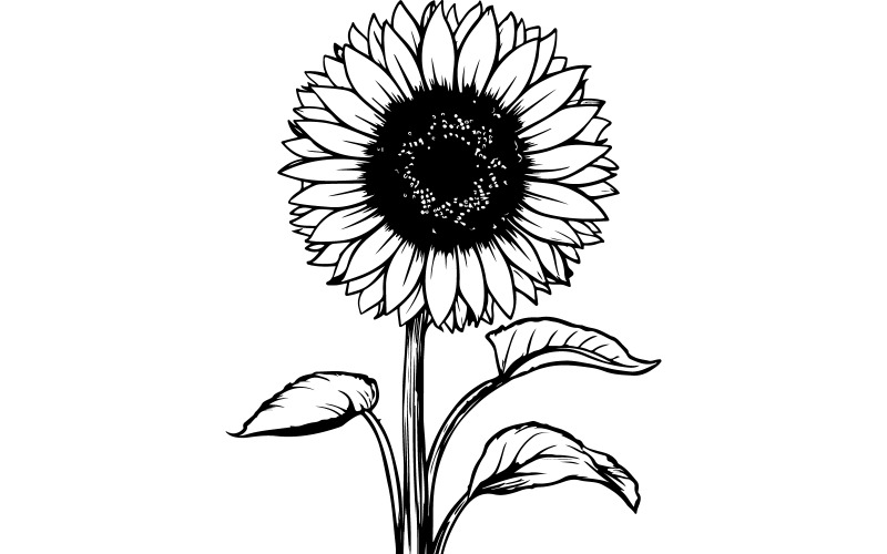 Una-ilustracion-vectorial-minimalista-de-un-girasol-en-blanco-y-negro