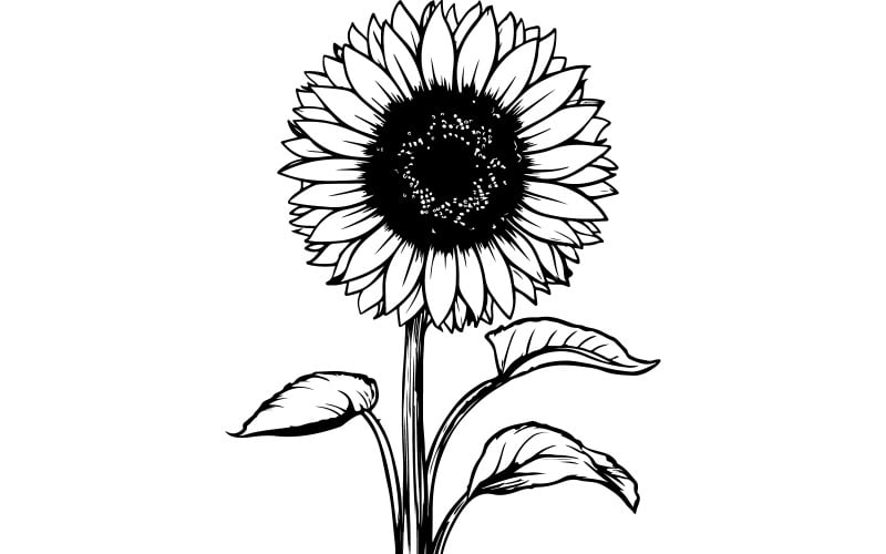 Une-illustration-vectorielle-minimaliste-d-un-tournesol-en-noir-et-blanc