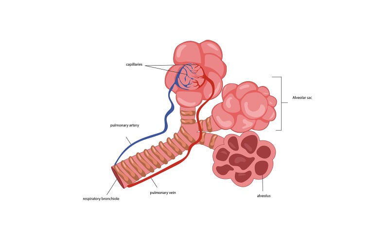 Alveoller Vektör Çizim Tıbbi İçerik