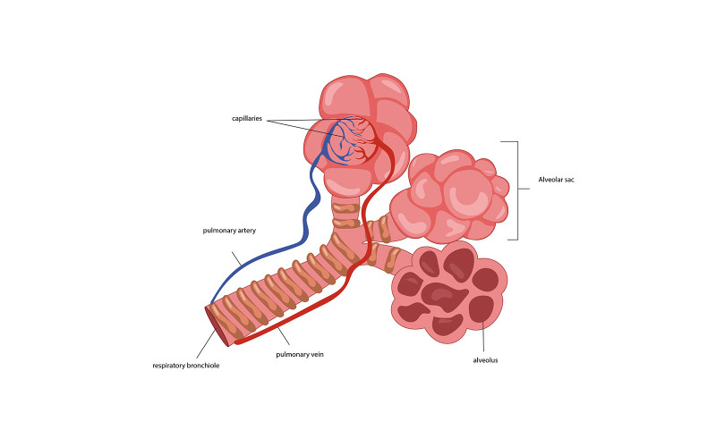 Conteúdo médico de ilustração vetorial de alvéolos