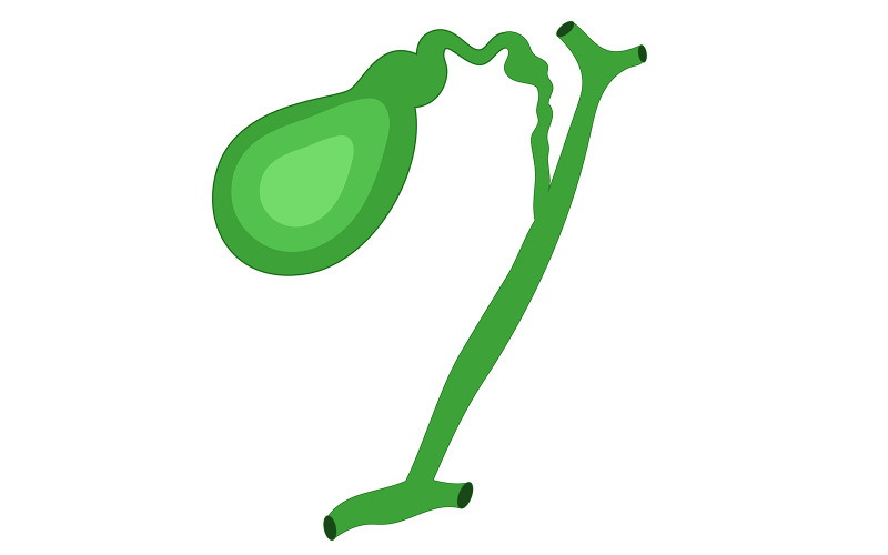 Contenu médical vectoriel de la vésicule biliaire