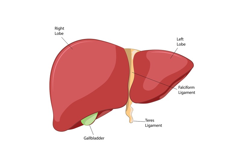 Anatomia del fegato Vettore Contenuto medico