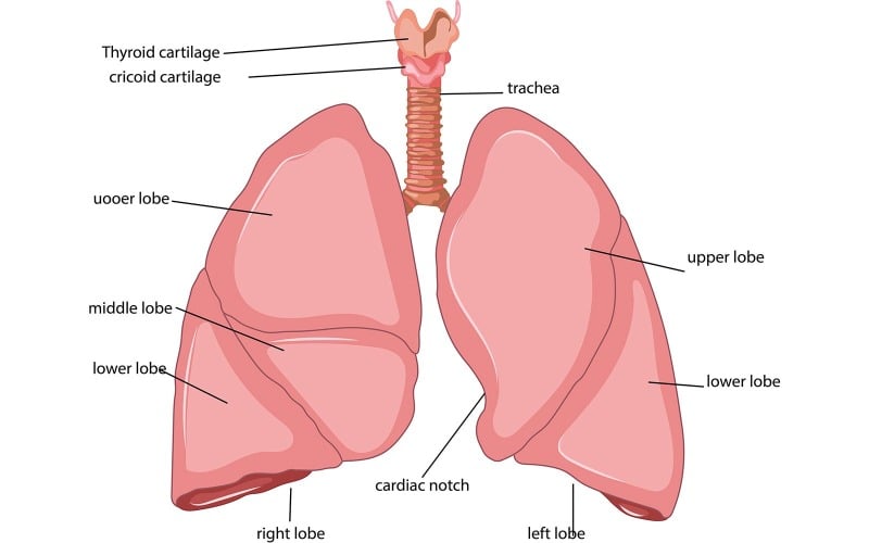 Contenido médico sobre la anatomía del pulmón